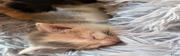 Mixed Breed cats for sale: Kittens for sale - Advert 19