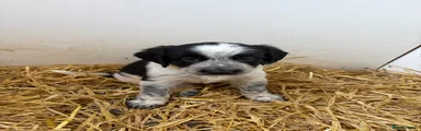 Border Collie boy 2