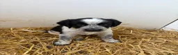 Border Collie dogs for sale: Beautiful Border Collie Pups - Advert 14