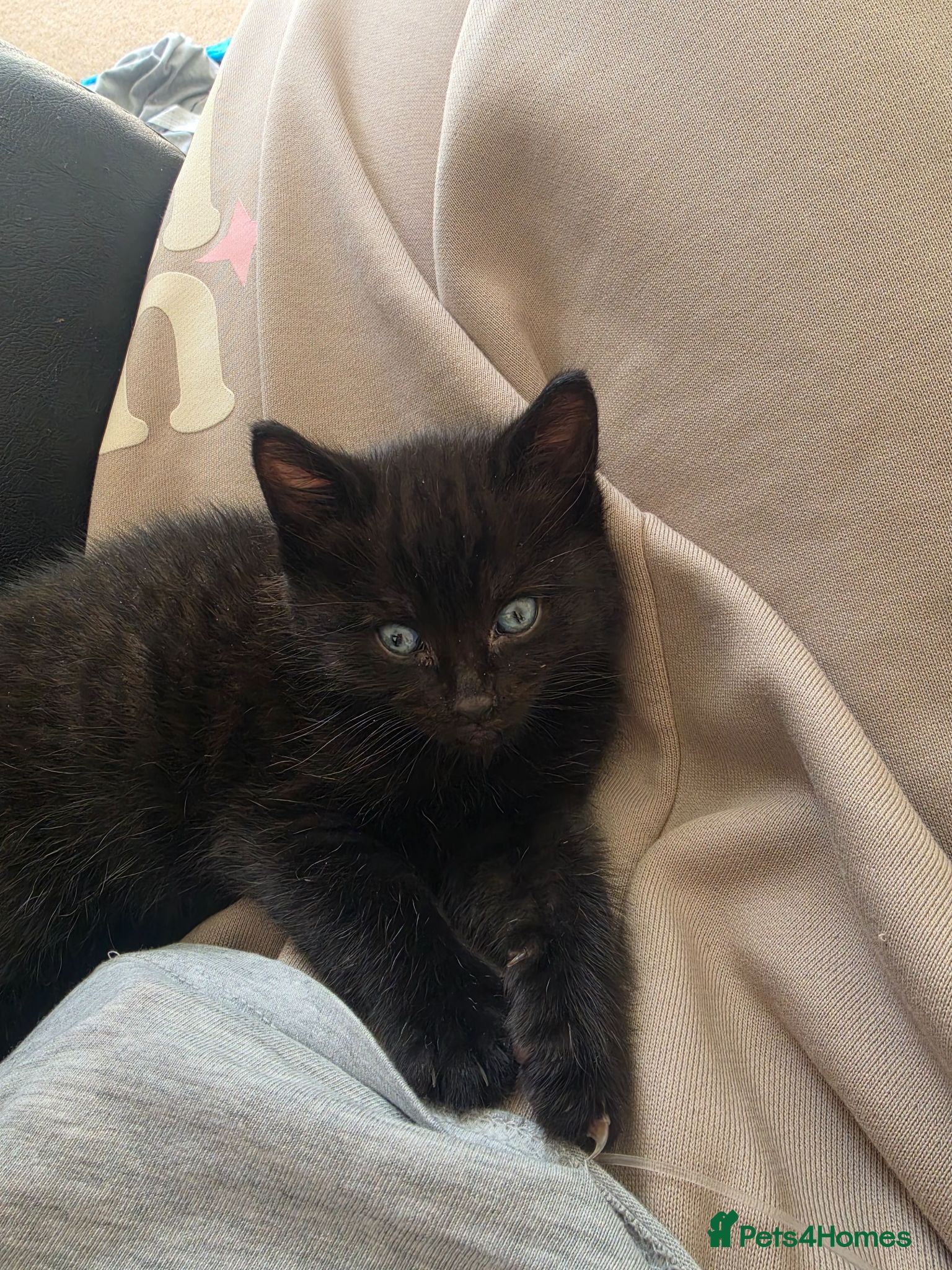 Mixed Breed cats Female kitten  - Advert 5