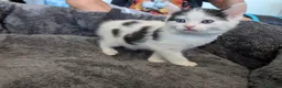 Domestic Shorthair cats for sale: Kittens  - Advert 5