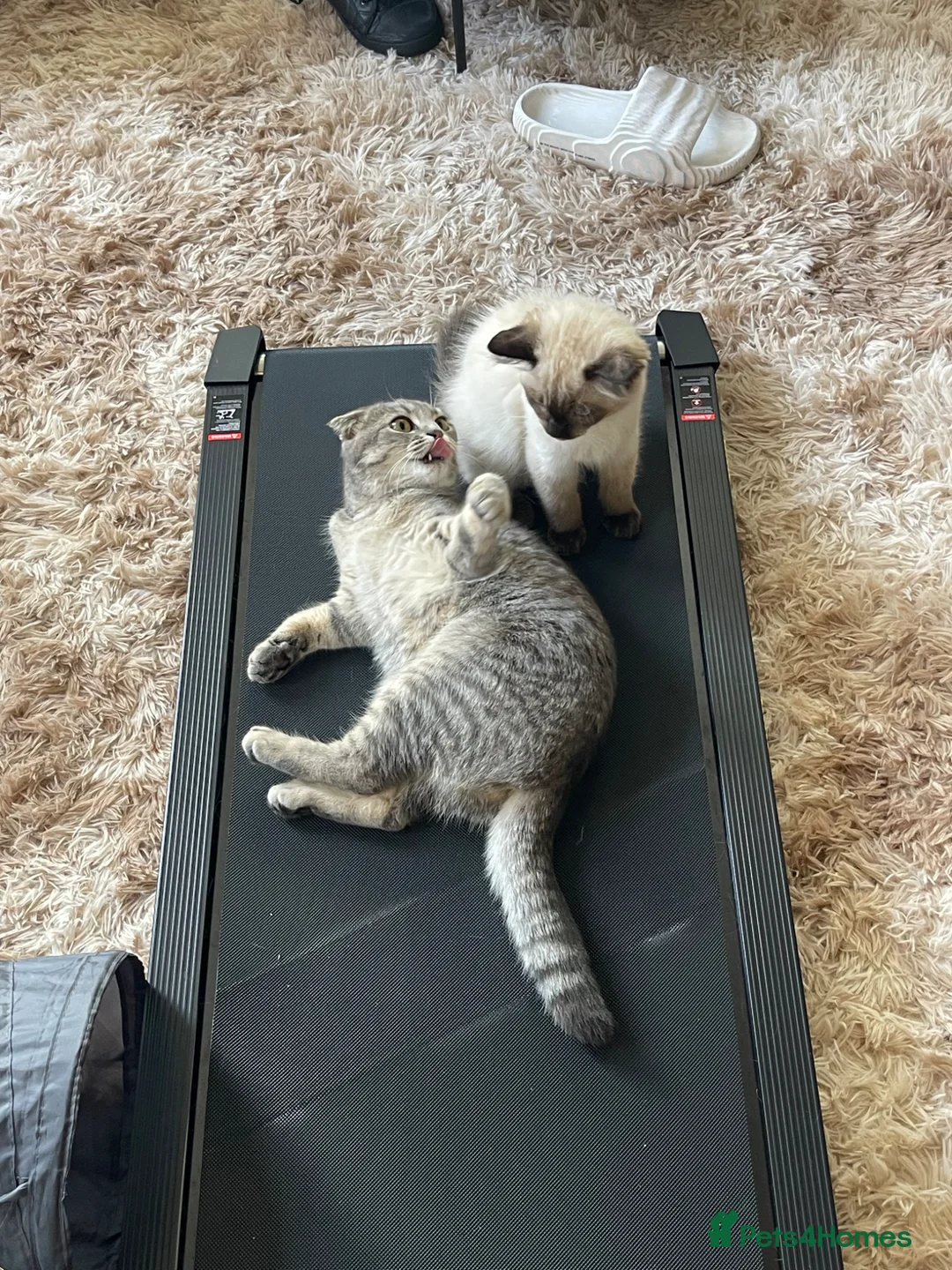 Scottish Fold cats for sale: 🐾 2 Indoor Cats (Ragdoll & Scottish Fold) 🐾 in Boston - Advert 17