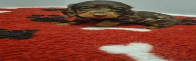 Miniature Dachshund 2