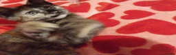 Mixed Breed cats for sale: Lovely Kittens 😻 - Advert 5