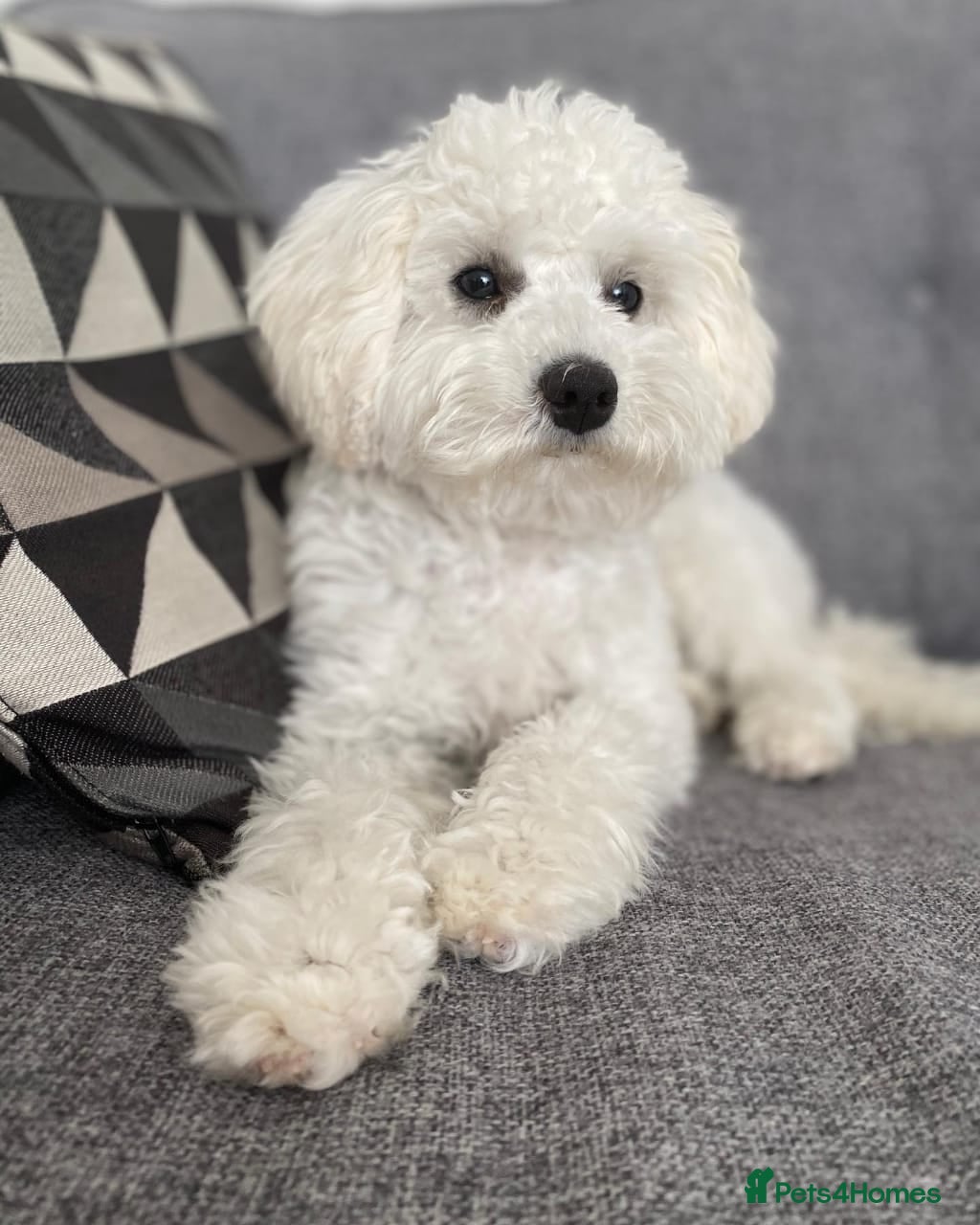 Cavapoo dogs Meet Our Adorable Cavapoo in Stoke-on-Trent - Advert 3