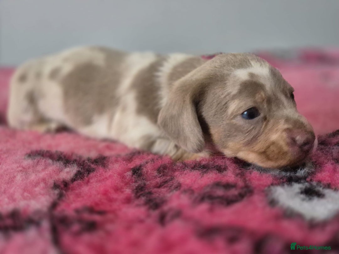 Miniature Dachshund dogs for sale: KC Registered Miniature Dachshund  - Image 21