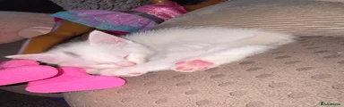 Domestic Shorthair 4