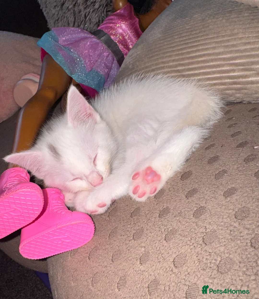 Domestic Shorthair cats for sale: 4 gorgeous kittens looking for their forever homes - Advert 7