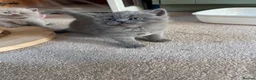 British Shorthair cats for sale: Tica registered British Shorthair Kittens  - Advert 28
