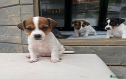 Jack Russell dogs for sale: Smooth haired small Jack Russel pups - Image 7