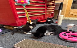 British Shorthair cats for sale: Two beautiful female kittens for sale  - Image 7