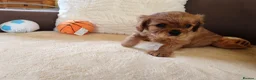 Cavalier King Charles Spaniel dogs for sale: Kc Beautiful puppies for sale. - Advert 12