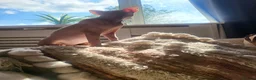 Sphynx cats for sale: Last Canadian sphynx looking for a loving home  - Advert 37