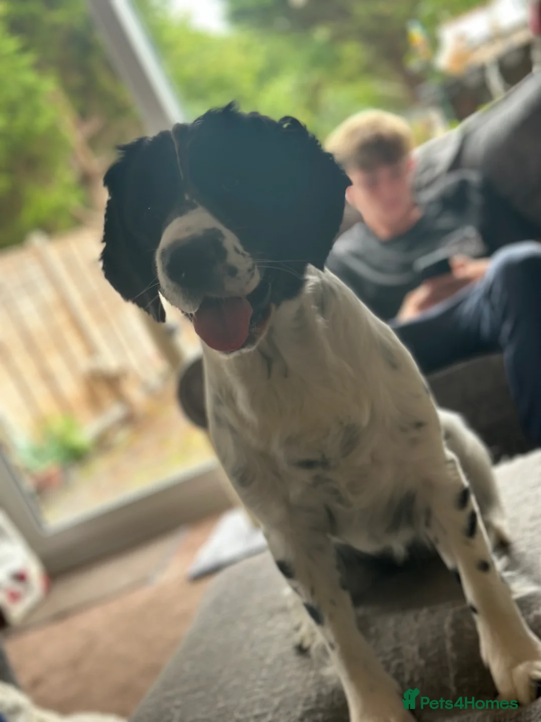 Mixed Breed dogs for sale: Springer x Clumber spaniel  in Gloucester - Advert 8