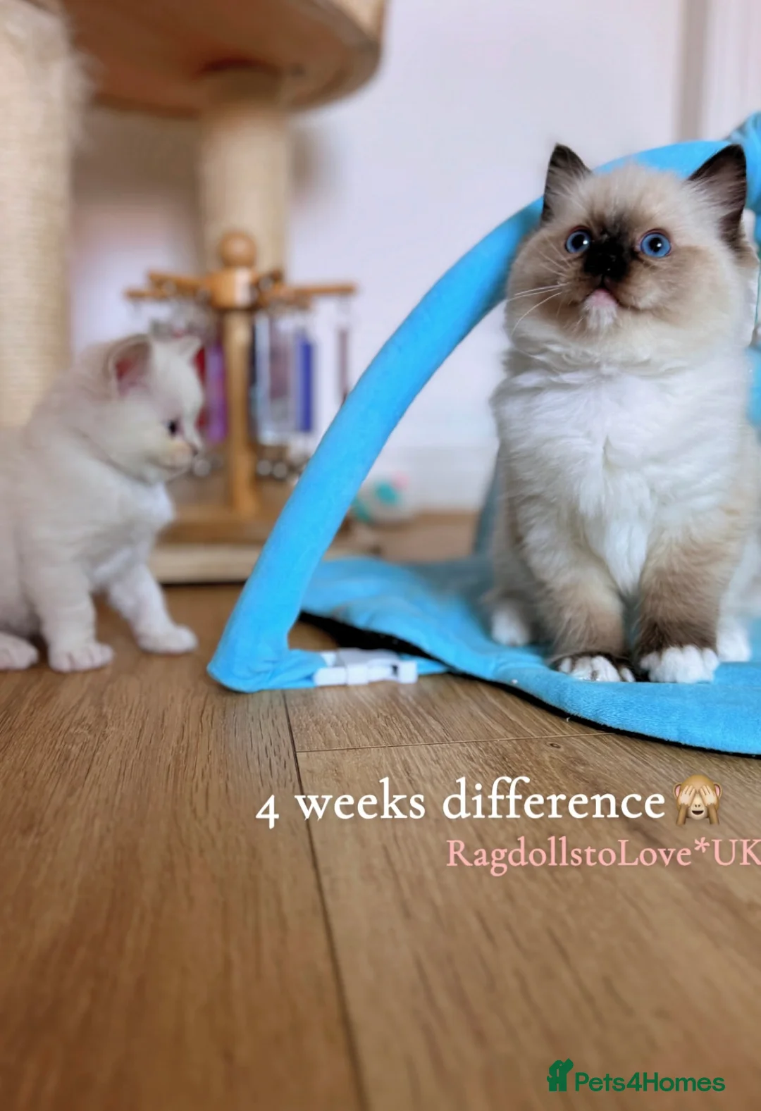 Ragdoll cats for sale: GCCF LILAC Ragdoll kittens  - Advert 1