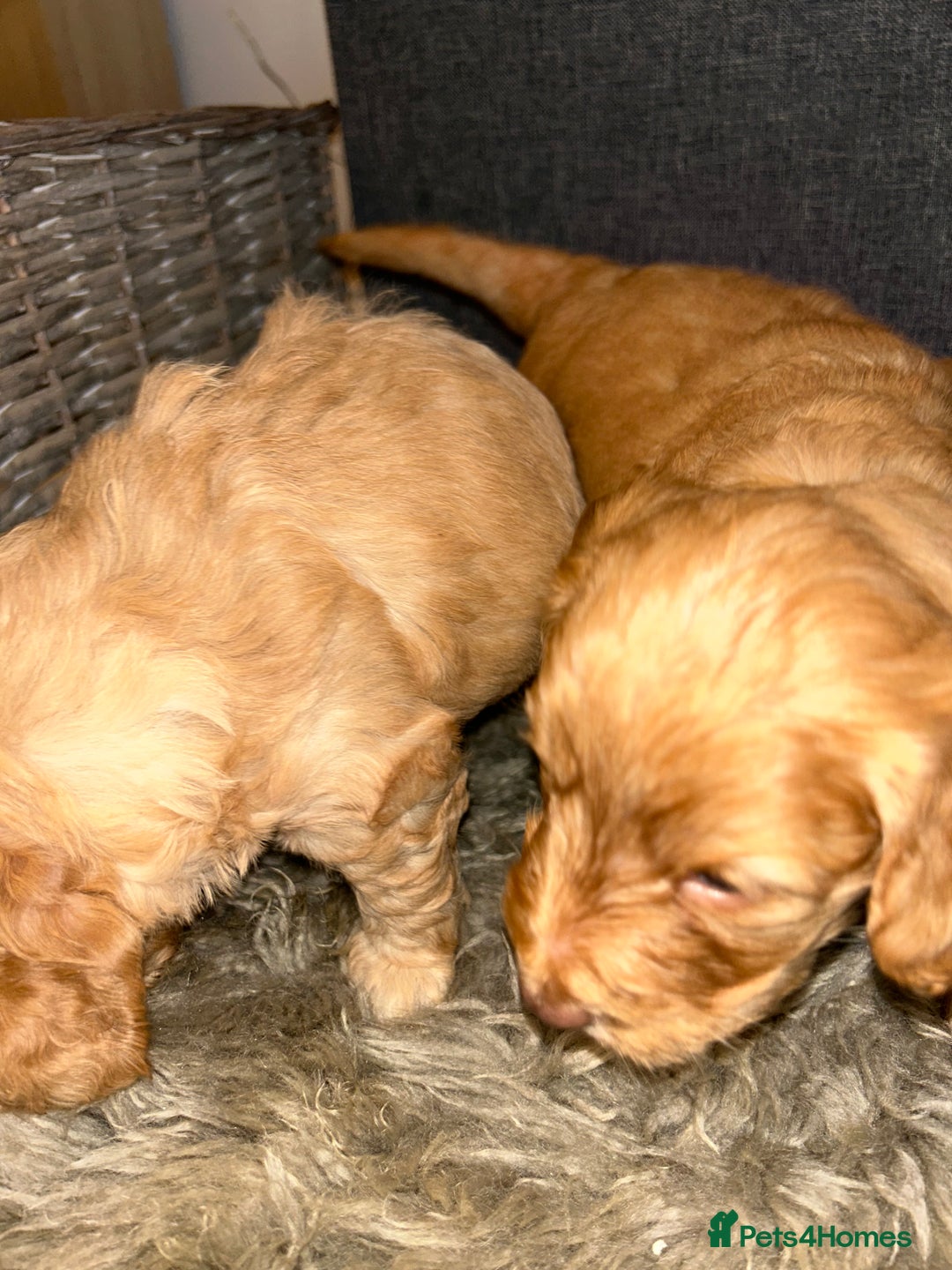 Cockapoo dogs for sale: 5 adorable cockapoo puppies  - Advert 20