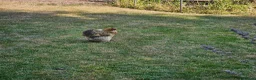 Chickens poultry for sale: FREE Pekin/Pekin-cross Bantam Hens for rehoming in Malvern - Advert 3