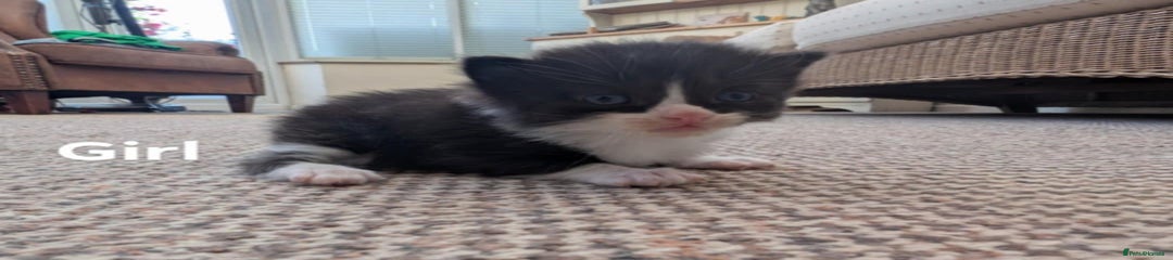 Ragdoll Kitten 1