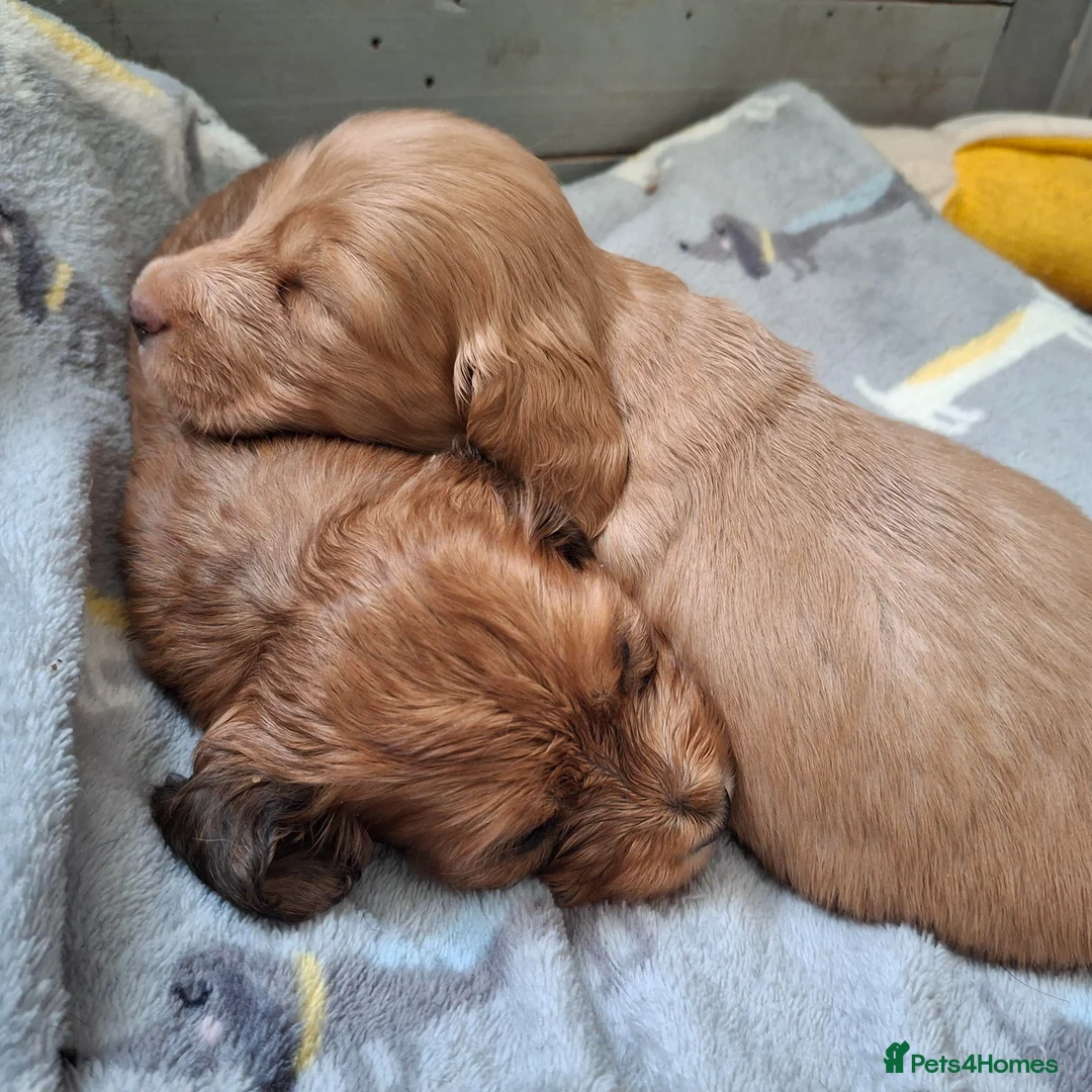 Miniature Dachshund dogs for sale: Miniature Long Haired Dachshund - Advert 1