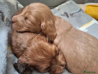 Miniature Dachshund dogs Miniature Long Haired Dachshund - Advert 10