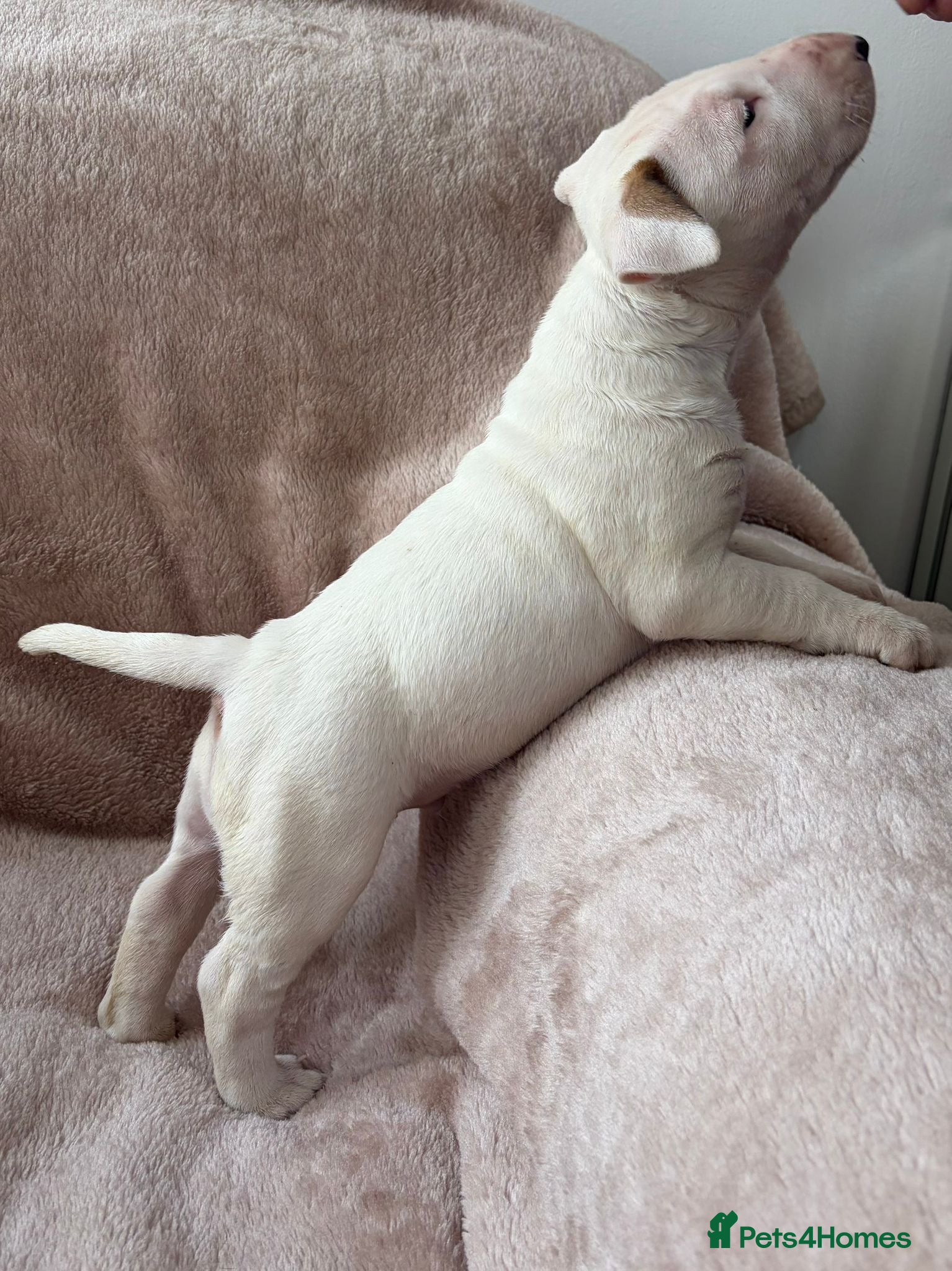 English Bull Terrier dogs 1 English Bull Terrier Puppy For Sale - Advert 4
