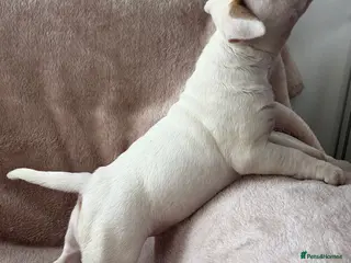 English Bull Terrier dogs 1 English Bull Terrier Puppy For Sale - Advert 4