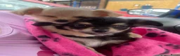 Chihuahua dogs for sale: last gorgeous Chihuahua Puppy ready to leave now  - Advert 11