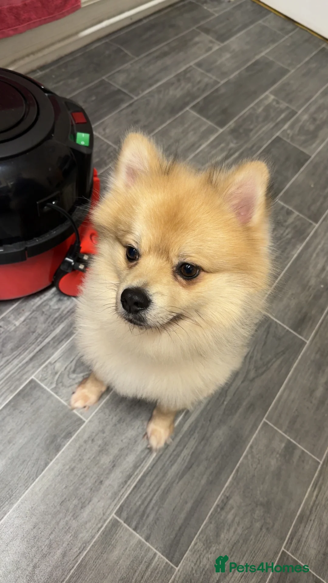 Pomeranian dogs for stud: Pure-Bred Pomeranian Male, FOR STUD - Advert 10