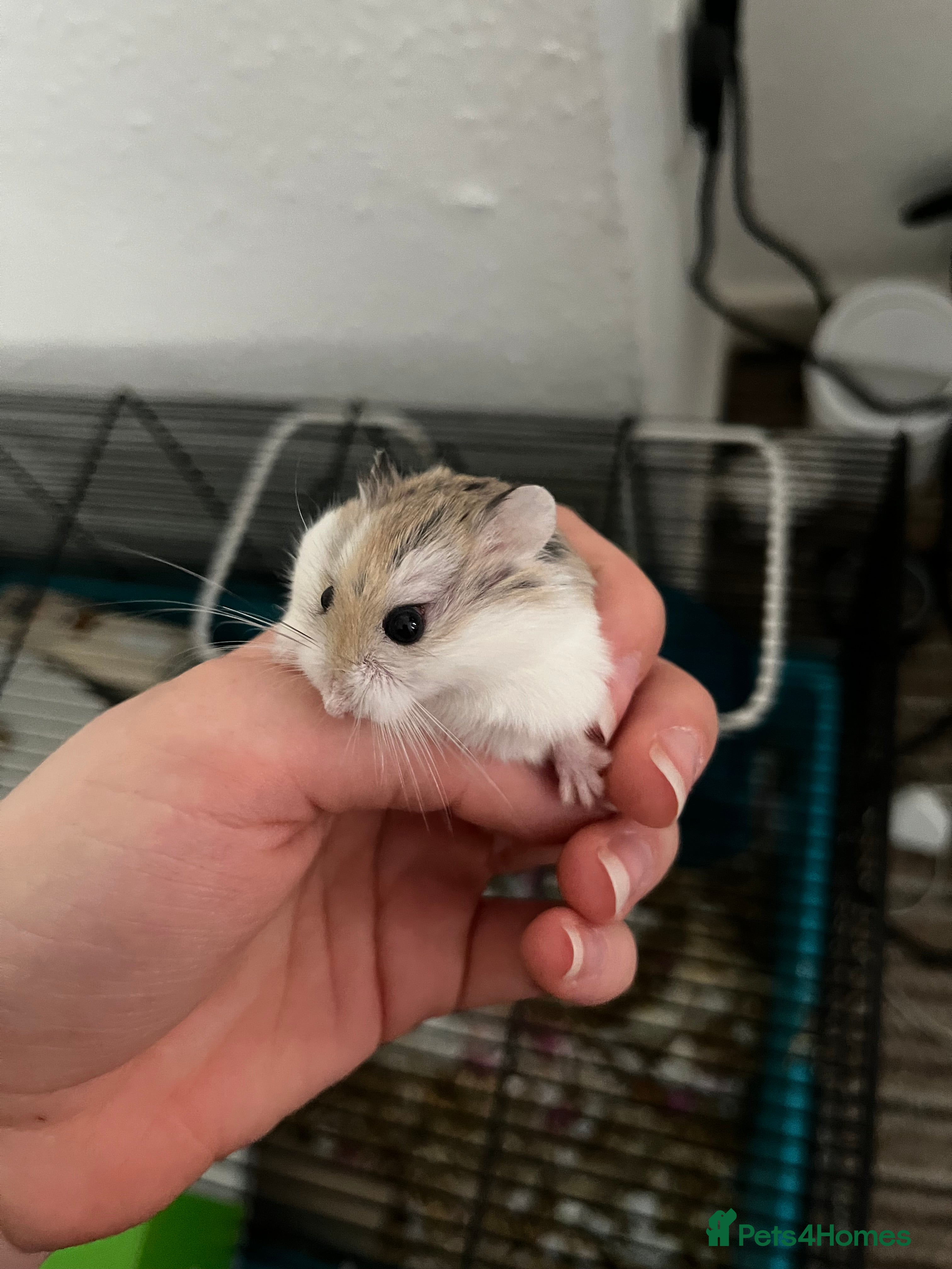 Hamster rodents Robovinski Hamster WITH CAGE - Advert 1