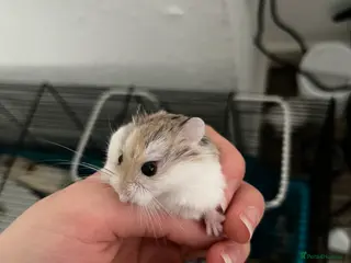 Hamster rodents Robovinski Hamster WITH CAGE - Advert 1