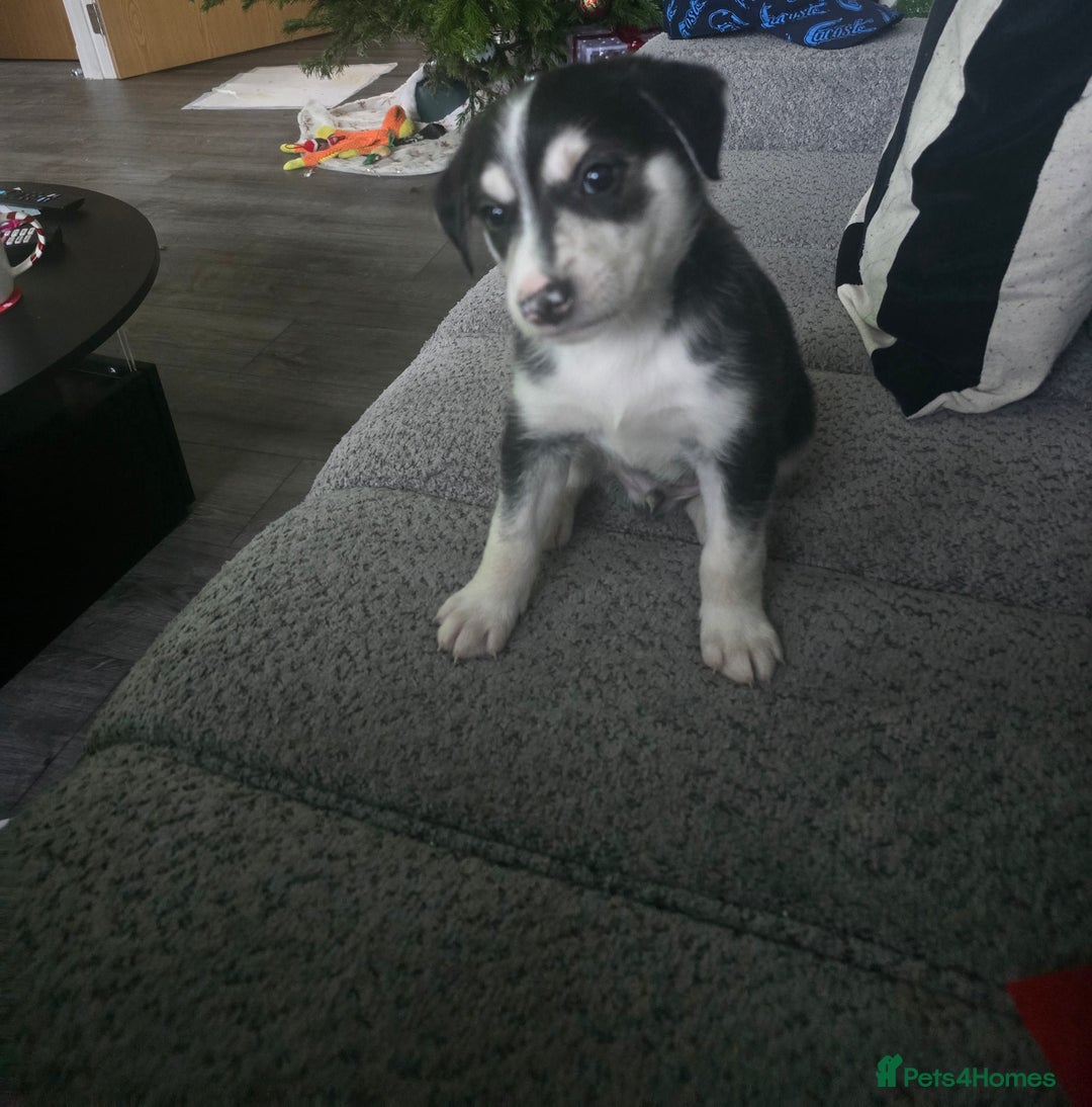 Mixed Breed dogs for sale: Husky Alaskan Golden Retriver   labrador mix pupps - Advert 2