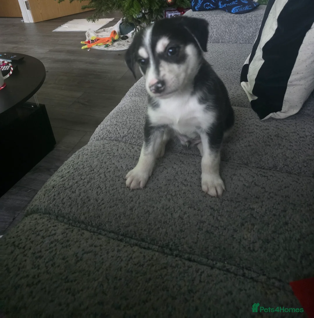 Mixed Breed dogs for sale:  Last puppy looking for his forever home ;)   - Advert 7