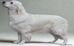Golden Retriever dogs for sale: Newmiller Retrievers New Litter Announcement - Image 1