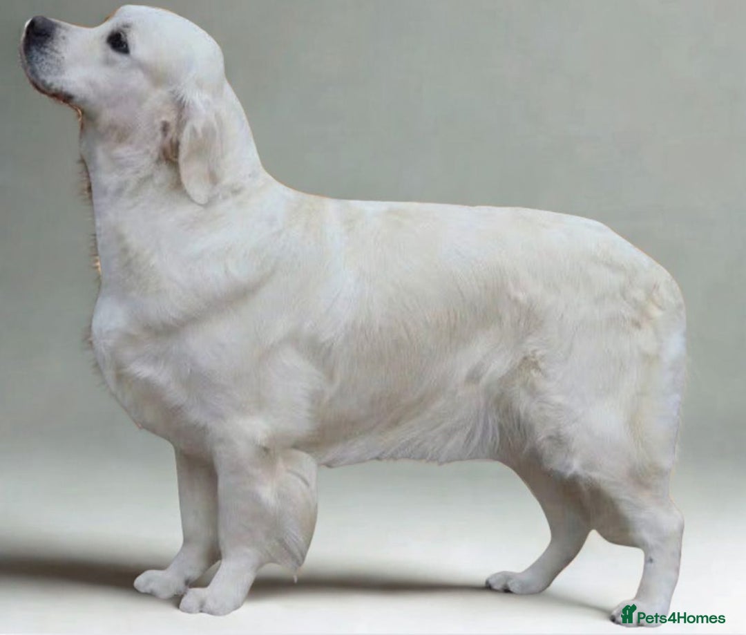 Golden Retriever dogs for sale: Newmiller Retrievers New Litter Announcement - Image 1