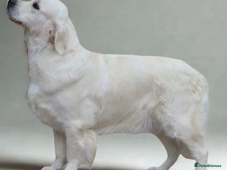 Golden Retriever dogs - Advert 5