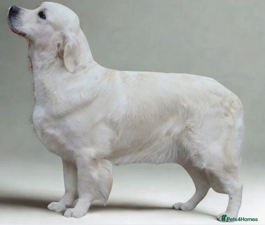 Golden Retriever dogs - Advert 2