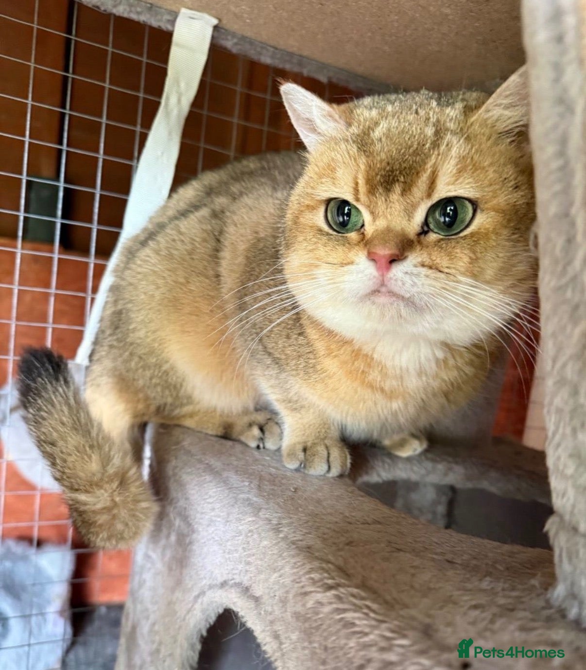 British Shorthair cats Proven Golden British Shorthair Stud “Garfield”  - Advert 9