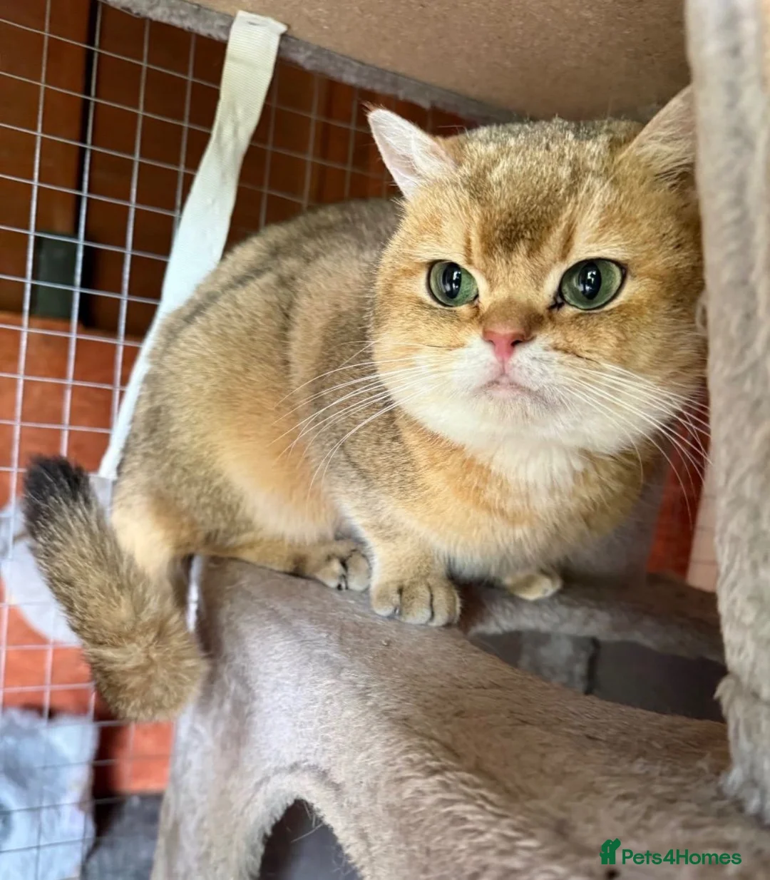 British Shorthair cats for stud: Proven Golden British Shorthair Stud “Garfield”  - Advert 2