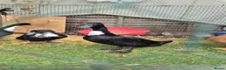 Ducks poultry for sale: Beautiful female duck  - Advert 2