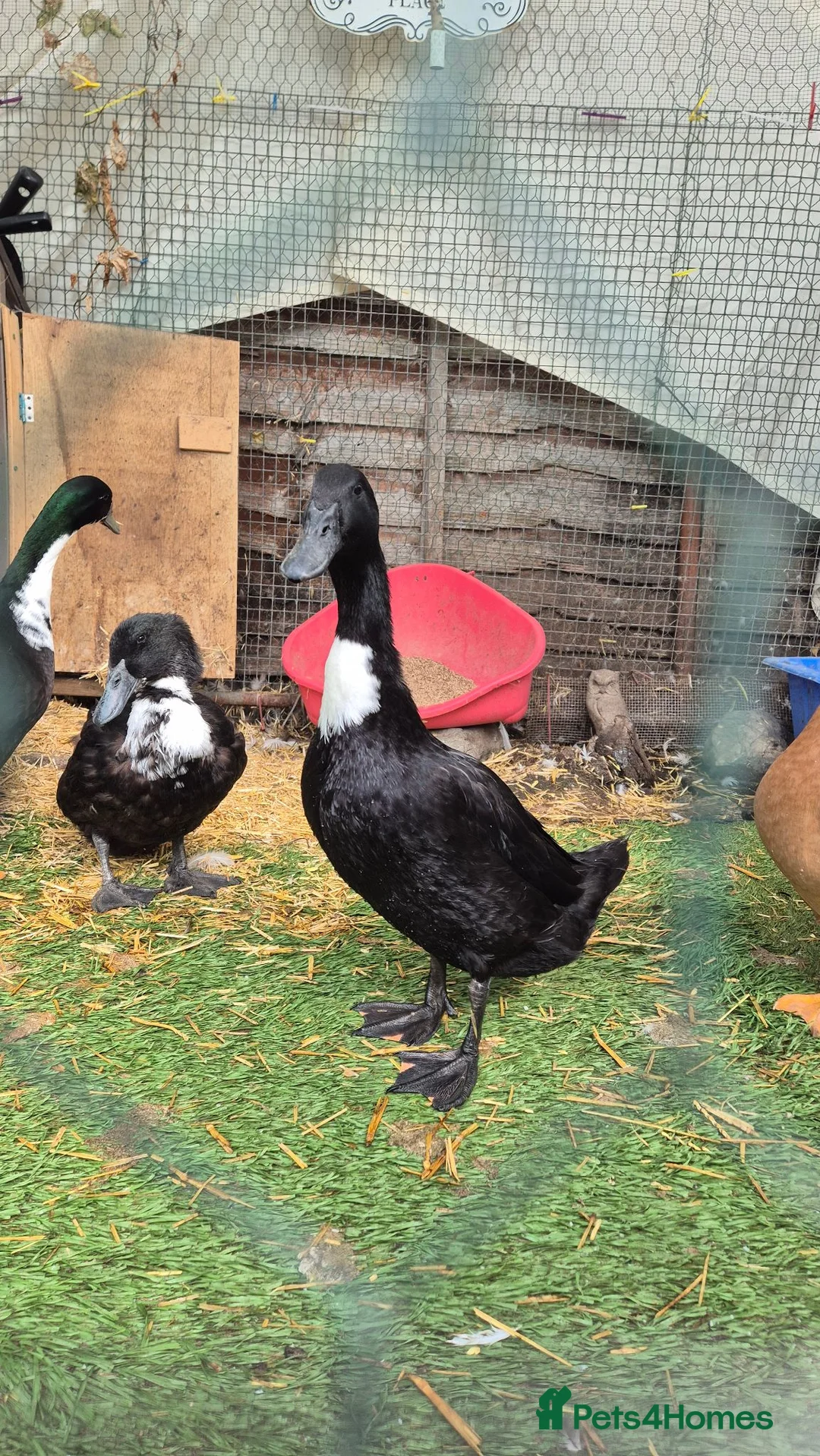 Ducks poultry for sale: Beautiful female duck  - Advert 2