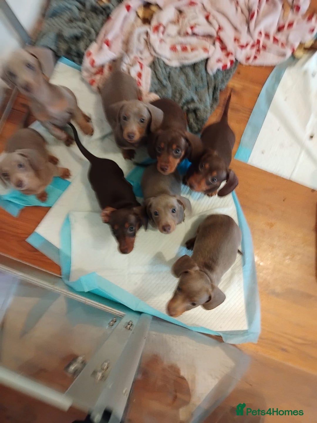 Dachshund dogs for sale: Mini Dachshund Puppies - Advert 4