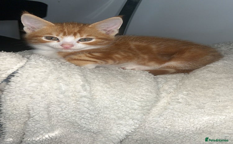Abyssinian cats - Advert 1