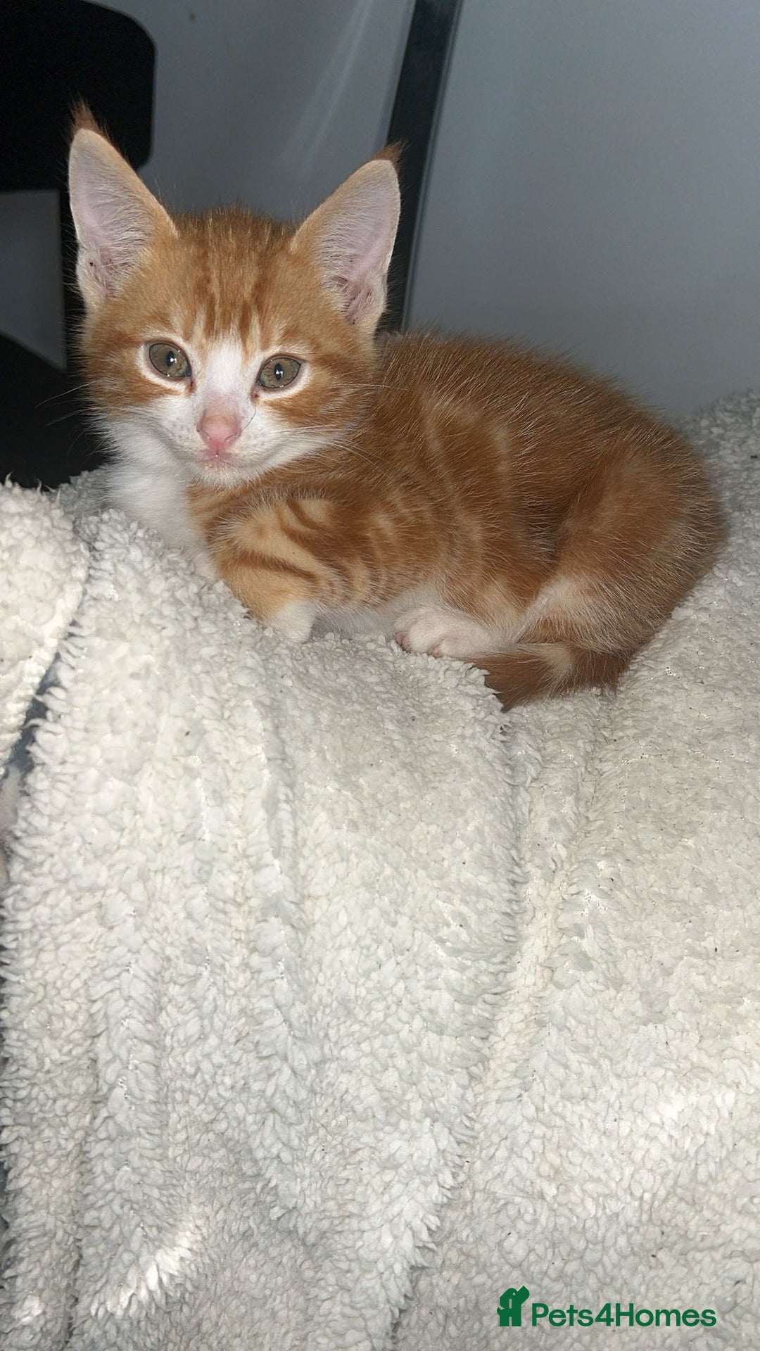 Abyssinian cats for sale: Male  - Image 1