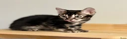 Bengal cats for sale: Rare silver charcoal Marble Girl   - Advert 9
