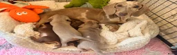 Miniature Dachshund dogs for sale: Outstanding Litter - Advert 1