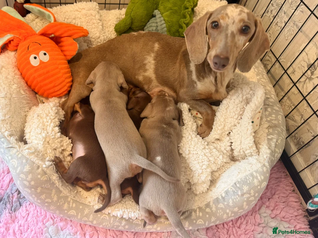 Miniature Dachshund dogs for sale: Outstanding Litter - Advert 1