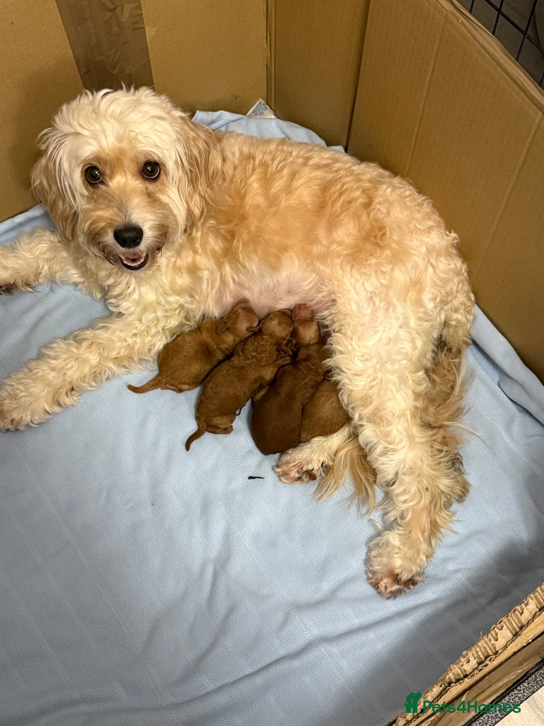 Cockapoo dogs for sale: F2Bb Cockapoo puppies  - Advert 2