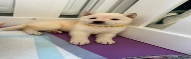 Japanese Shiba Inu 2