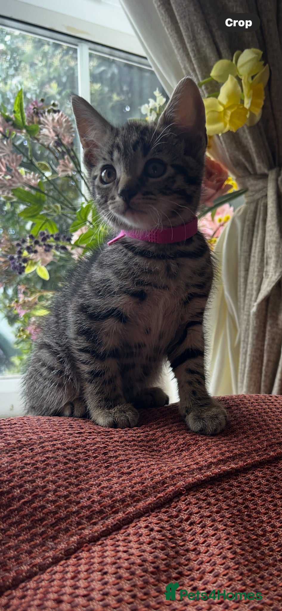 Mixed Breed cats Female tabby grey  - Advert 2