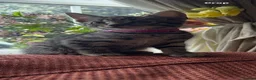 Mixed Breed cats for sale: Female tabby grey  - Advert 1
